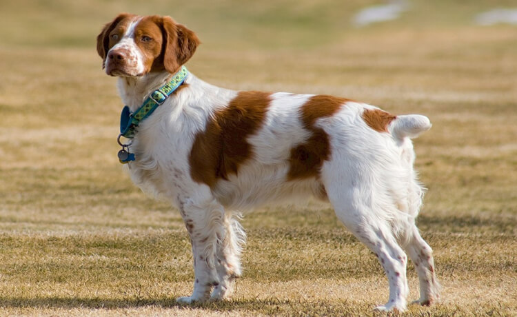 Brittany Spaniel